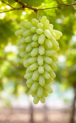 גפן מזן חלוואני בגודל בינוני