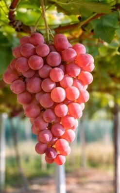 גפן מזן קרימסון בגודל בינוני