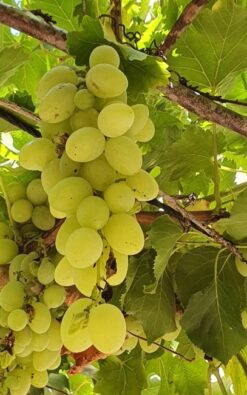 גפן מזן סופריור בגודל בינוני