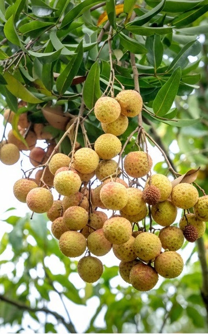 לונגן בגודל שתיל