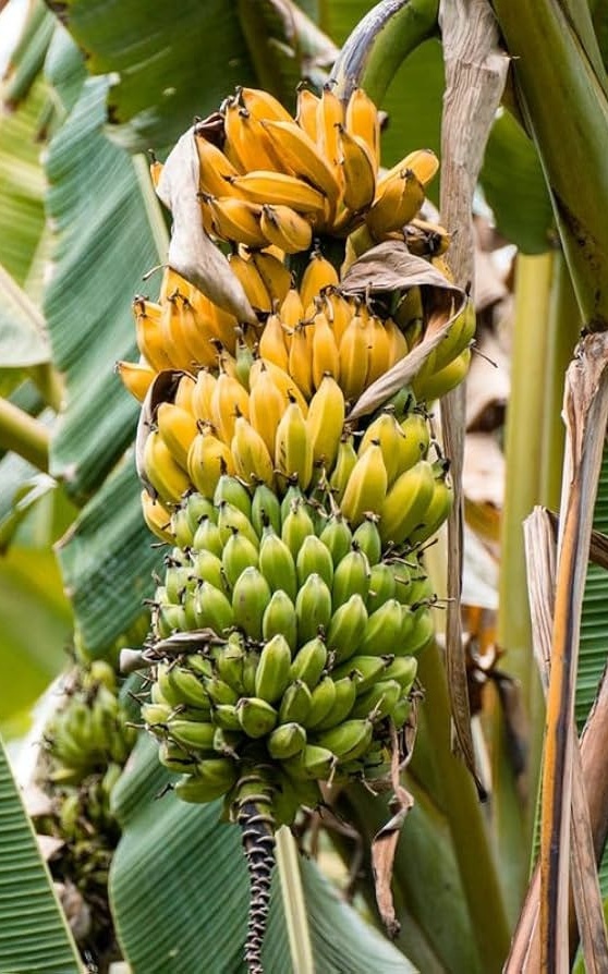 עץ בננה בגודל בינוני