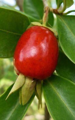 דובדבן ריו גרנדה - שתיל