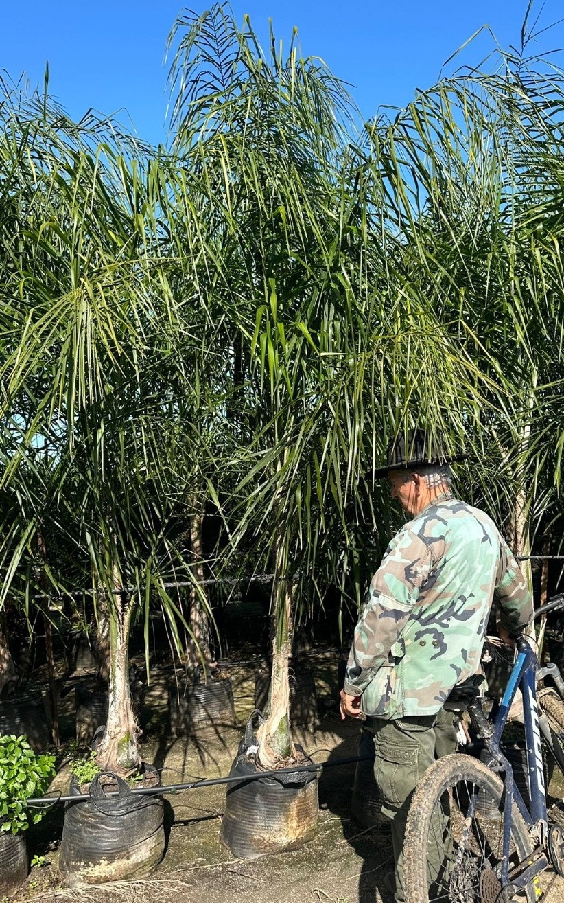 דקל קוקוס בוגר ב50 ליטר 2.5-3 מ'