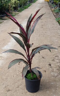 קורדוליין צבע סגול - גודל בינוני