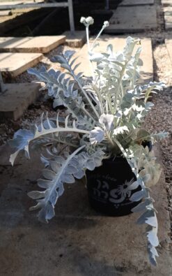 דרדר מאפיר - בגודל בינוני