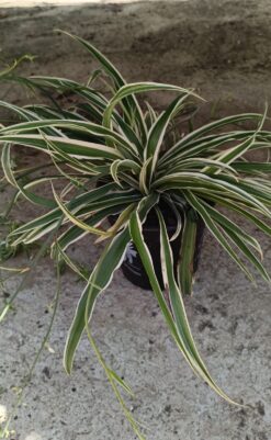 ירקה - בגודל בנינוי