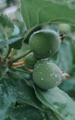 עץ פגויה בגודל בינוני או בוגר