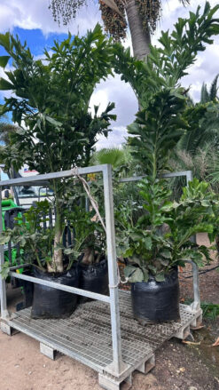 דקל זנב דג - 50 ליטר בוגר