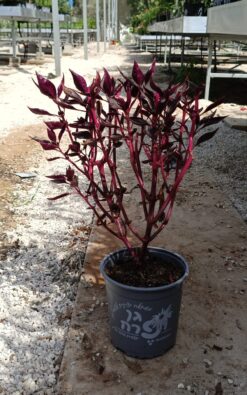 ארחיטונוס - גודל בינוני