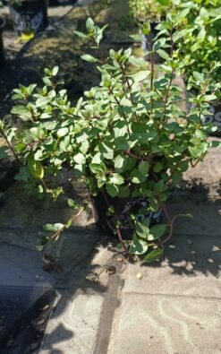 מנטה - בגודל בינוני