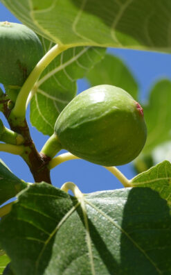 עץ תאנה לבנה בגודל בינוני או בוגר
