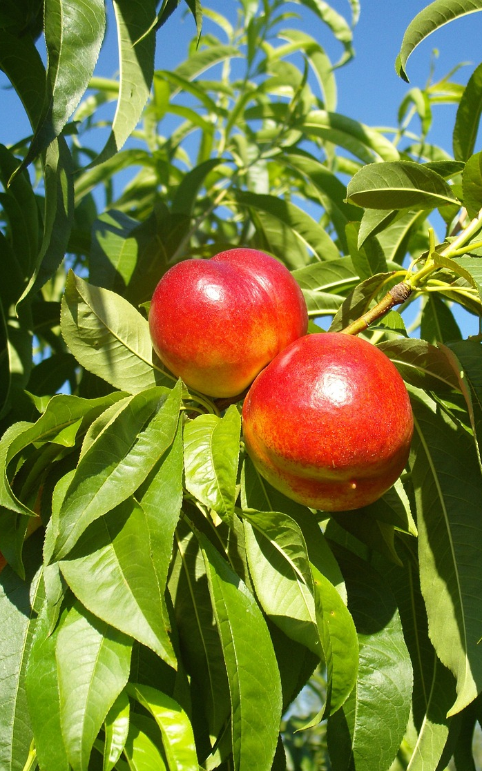 עץ נקטרינה כתומה בגודל בינוני או בוגר
