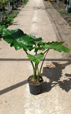 אלוקסיה |אוזל פיל - בדלי