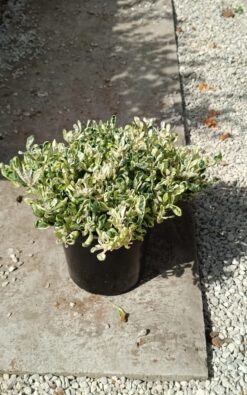 ביצן מזהיר - גודל בינוני