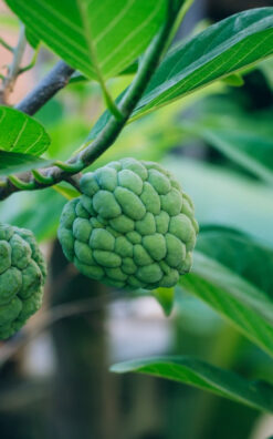 אנונה זן גפנר בגודל בינוני