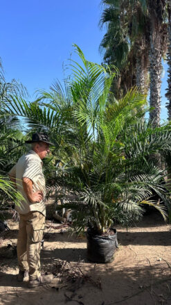 Alternative view of אריקה - 50 ליטר בוגר