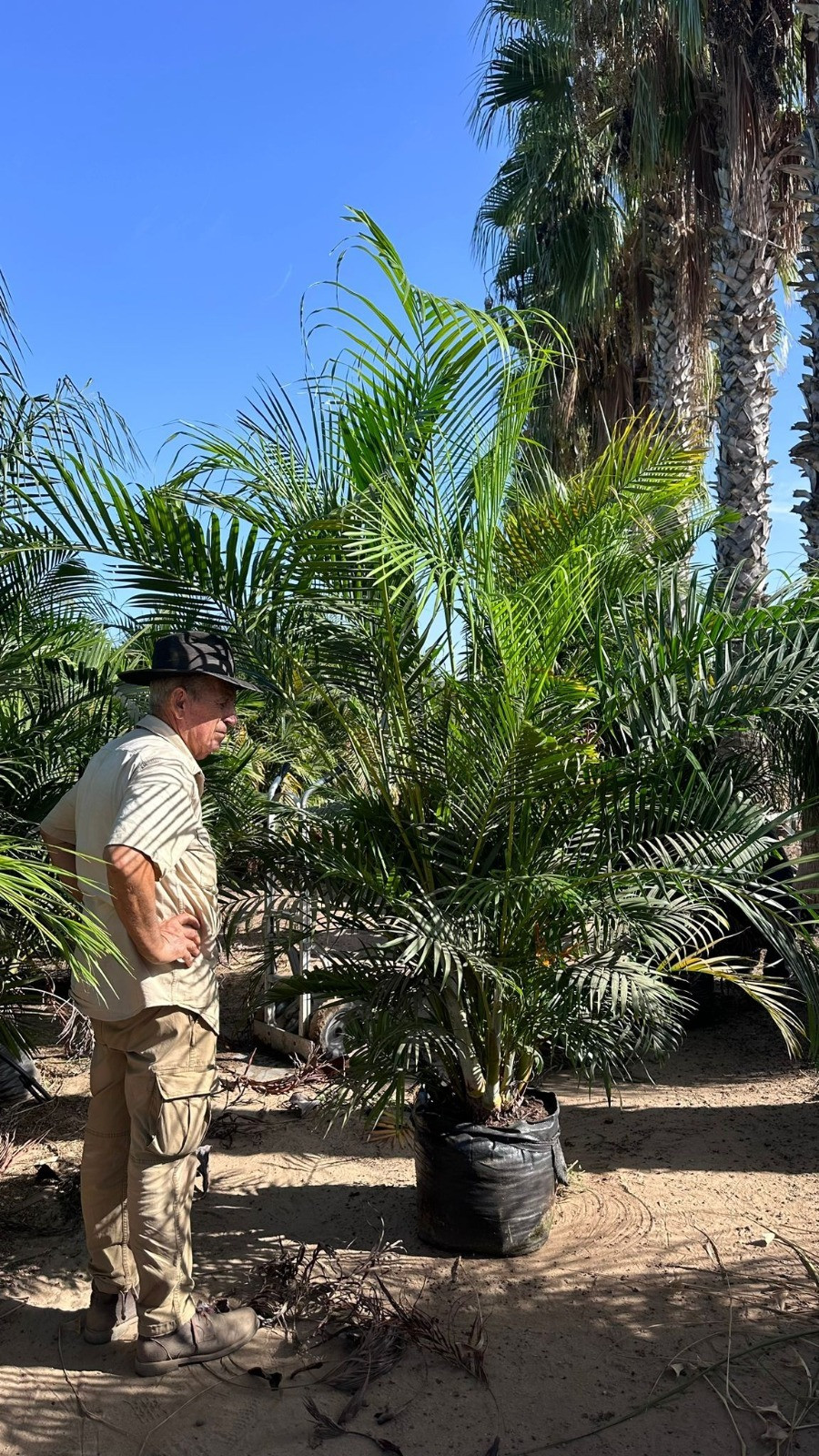 אריקה - 50 ליטר בוגר – תמונה 2