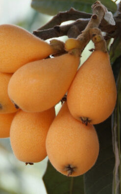 עץ שסק בגודל בינוני או בוגר