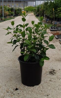 מורן החורש - בדלי גדול