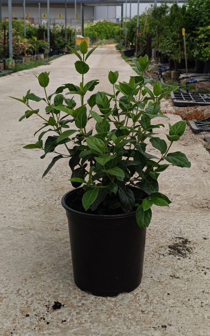 מורן החורש - בדלי גדול