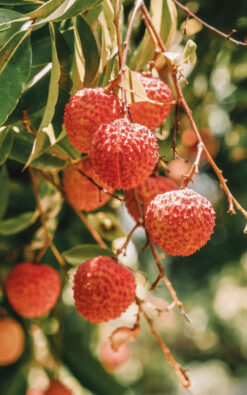 עץ ליצי מאוריציוס בגודל בינוני או בוגר