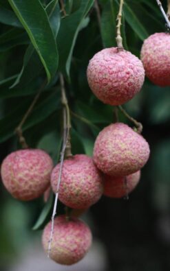 עץ ליצי הונג לונג בגודל בוגר או ענק