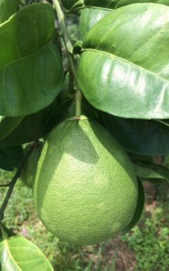 עץ פומלה לבנה בגודל בינוני או בוגר