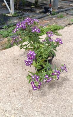 וורבנה בינוני