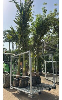 דקל טבעות ענק 4 מ' גזע בודד