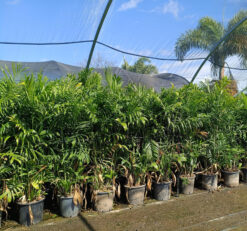 דקל חמדוריאה - 2 מטר