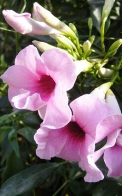 פנדוראה יסמינית בדלי