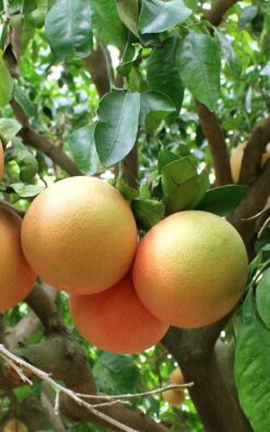 עץ אשכולית אדומה בגודל בינוני או בוגר