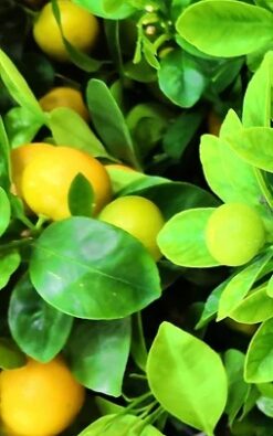 עץ לימקוואט בגודל בינוני או בוגר