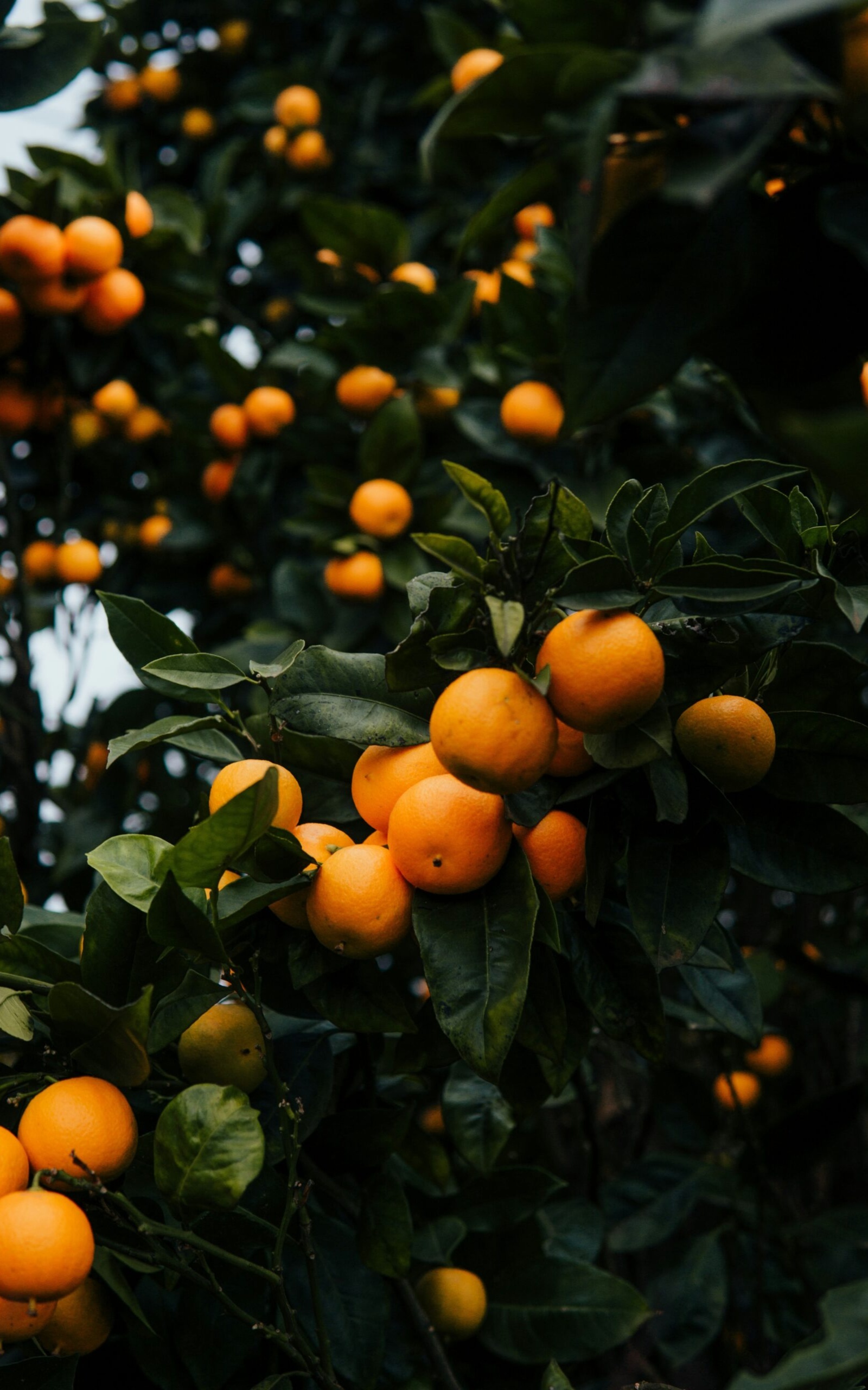 עץ קלמנטינה אור בגודל בינוני או בוגר