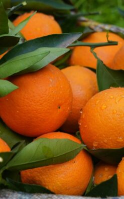 תפוז מזן קרה קרה בגודל בינוני או בוגר