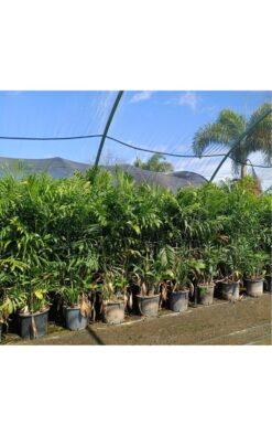 דקל חמדוריאה - 2 מטר