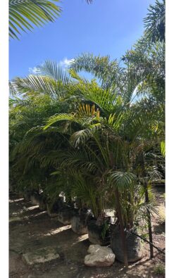 דקל אריקה 50 ליטר xl