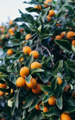 עץ קומקוואט - בגודל בינוני או בוגר