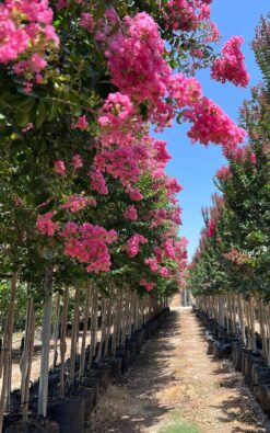לגסטרמיה הודית 'מרדי גראס' מורכבת