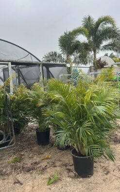 דקל אריקה בוגר ב25 ליטר