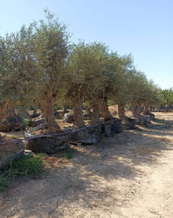 עץ זית - ענק בן 40 עד 60 שנה