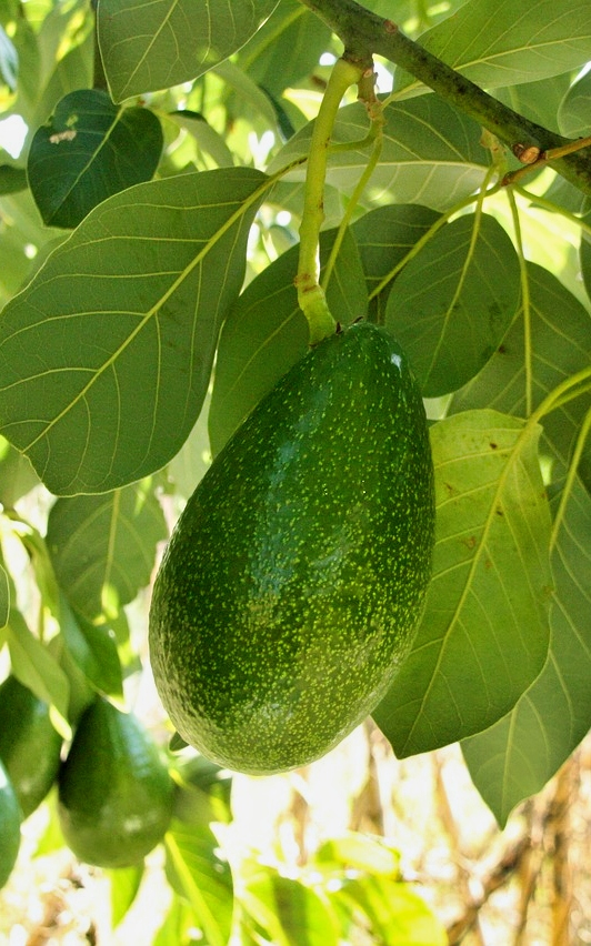 עץ אבוקדו אטינגר 50 ליטר