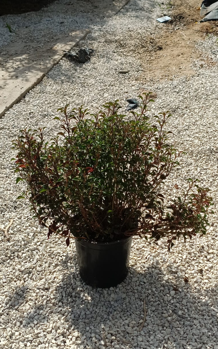 ביצן מסולסל - גודל בינוני