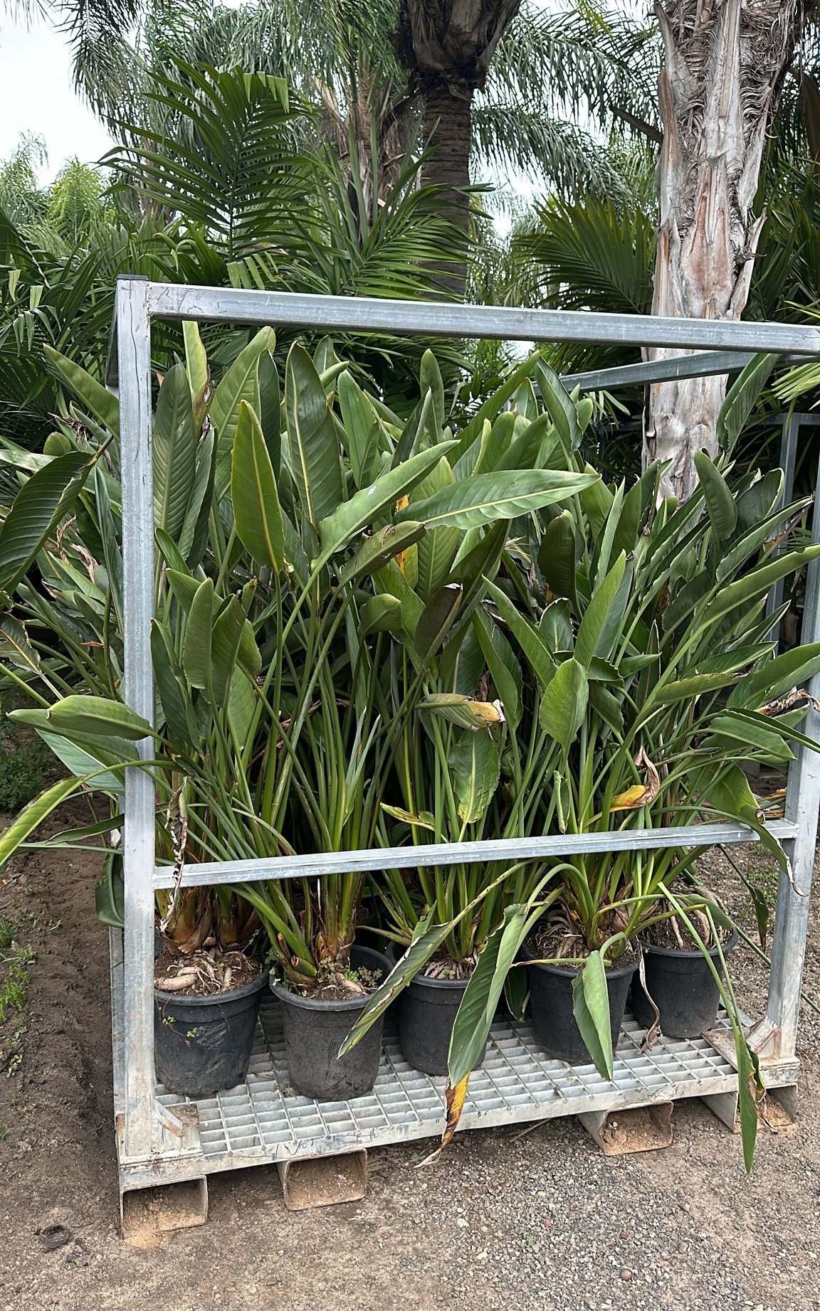 ציפור גן עדן רגינה חצי בוגר 0.6-1 מ'