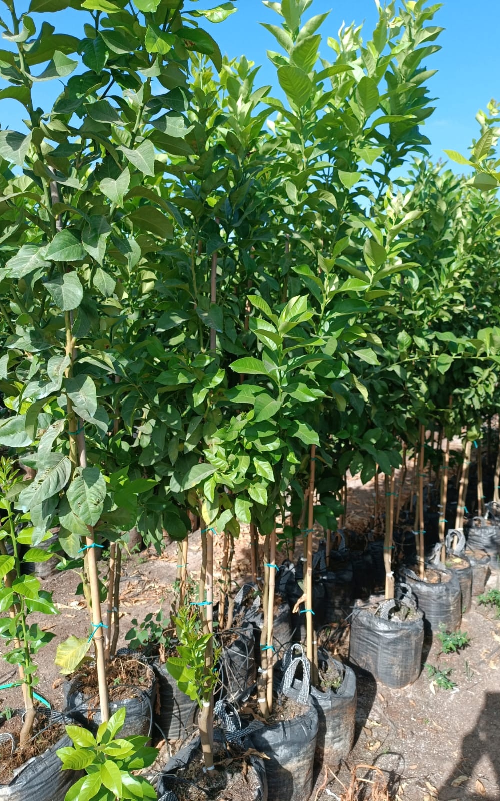 עץ אתרוג בגודל בינוני ב25 ליטר