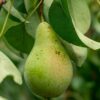 עץ אגס ספדונה  בגודל בנוני או בוגר