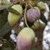 עץ זית בגודל בינוני ובוגר