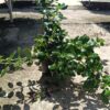 קופרוזמה זוחלת - בגודל בינוני