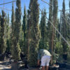 ברוש איטלקי 3.5 מטר