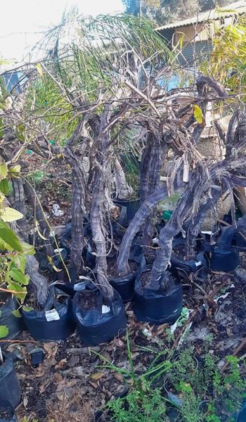 WhatsApp Image 2022-03-24 at 10.20.25 (1)